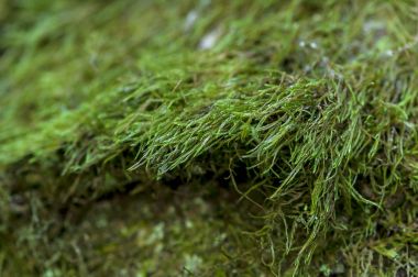 Ağaçtaki yeşil yosun