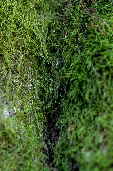 Musgo verde en un árbol — Foto de Stock