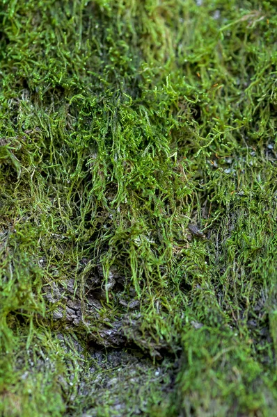 Grünes Moos auf einem Baum — Stockfoto
