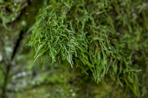 Musgo verde en un árbol — Foto de Stock