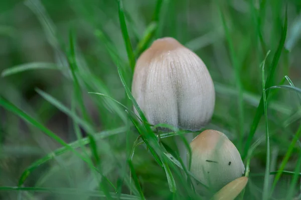 Närbild på en svamp — Stockfoto