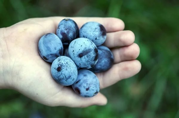 Prunes à main — Photo