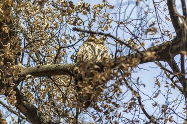 Baykuş bir ağacını gizleme