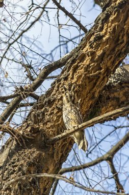Baykuş bir ağacını gizleme