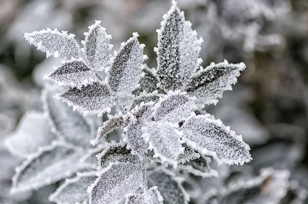 Frost on rose leaves