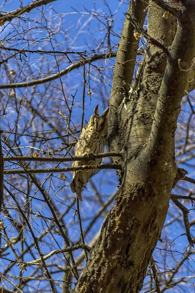 Hibou caché dans un arbre — Photo