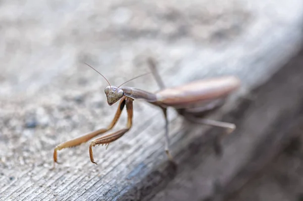 Closeup of a Praying Mantis — Stock Photo, Image