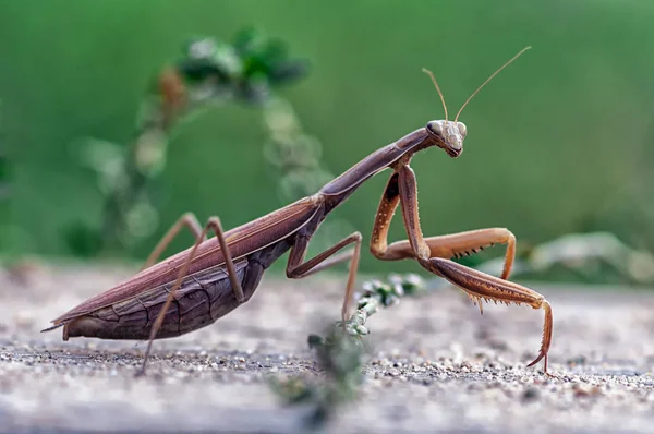 Closeup of a Praying Mantis — Stock Photo, Image