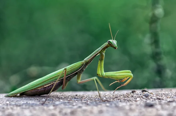 Closeup of a Praying Mantis — Stock Photo, Image