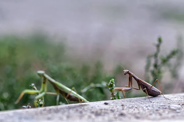 Closeup of a Praying Mantis — Stock Photo, Image