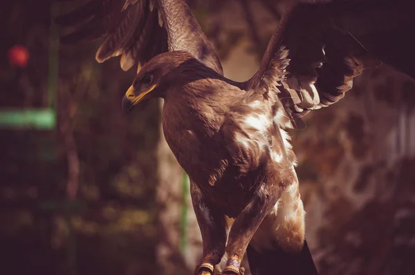 Close Steppe Eagle Aquila Nipalensis Retrato Ave Rapaz — Foto de Stock
