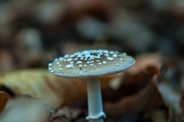 Närbild Svamp Skogen Kort Skärpedjup — Stockfoto