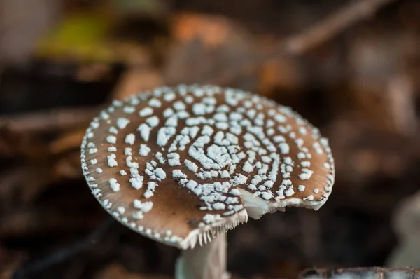 Närbild Svamp Skogen Kort Skärpedjup — Stockfoto