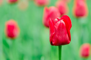 Kırmızı lale close-up. Alan çiçek kırmızı çiçekli