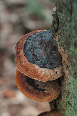 Bir ağaç üzerinde büyüyen bir köşeli ayraç mantar Close-Up