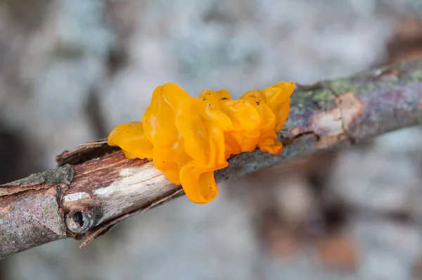 Gula Svampen Gren Ett Ruttet Träd — Stockfoto