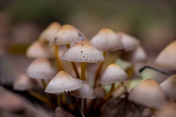 Close Van Paddenstoelen Het Bos — Stockfoto