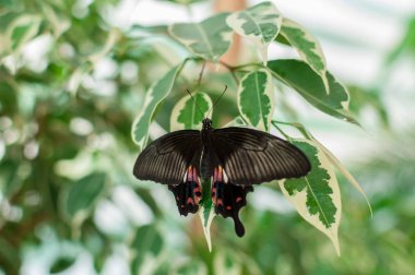 Bitkinin üzerinde oturan bir kelebeğin yakın çekimi. Yaygın gül kelebeği (Pachliopta aristolochiae)