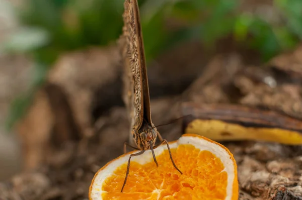 Primer Plano Una Mariposa Comiendo Una Naranja Mariposa Común Junonia — Foto de Stock