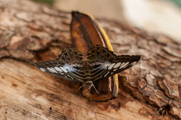 Muz Yiyen Bir Kelebeğin Yakın Çekimi Clipper Kelebeği Parthenos Sylvia — Stok fotoğraf