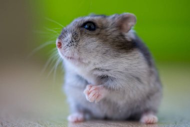 Tahta bir masada oturan meraklı bir hamsterın yakın çekimi.