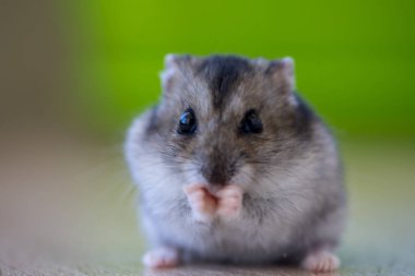 Tahta bir masada oturan meraklı bir hamsterın yakın çekimi.