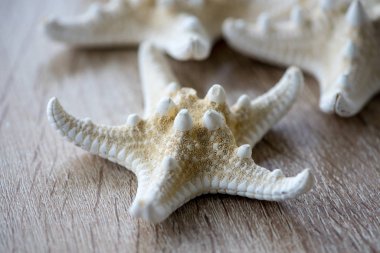 Tahta bir masada beyaz bir denizyıldızının yakın çekimi.