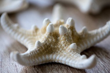 Tahta bir masada beyaz bir denizyıldızının yakın çekimi.