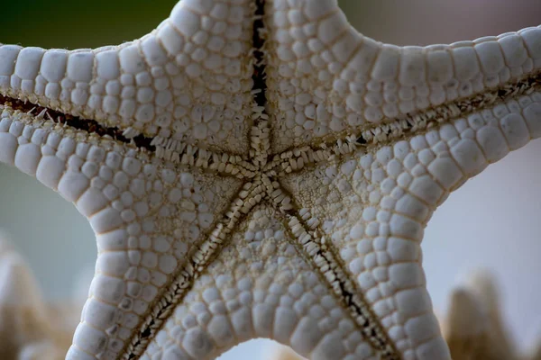 Primer Plano Una Estrella Mar Blanca Sobre Una Mesa Madera — Foto de Stock