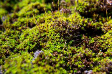 Yeşil yosun parçasına yakın çekim. Sığ alan derinliği