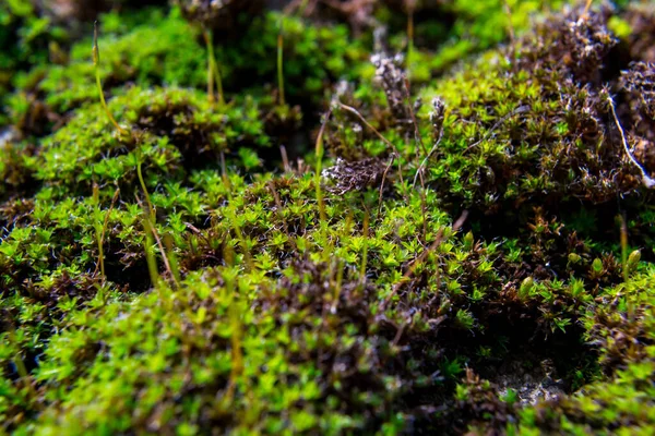 Nahaufnahme Eines Fleckens Grünen Moos Geringe Tiefenschärfe — Stockfoto