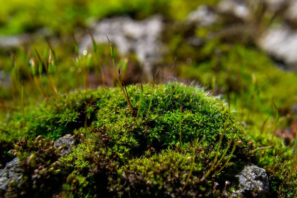 Close Patch Green Moss Shallow Depth Field — Stock Photo, Image