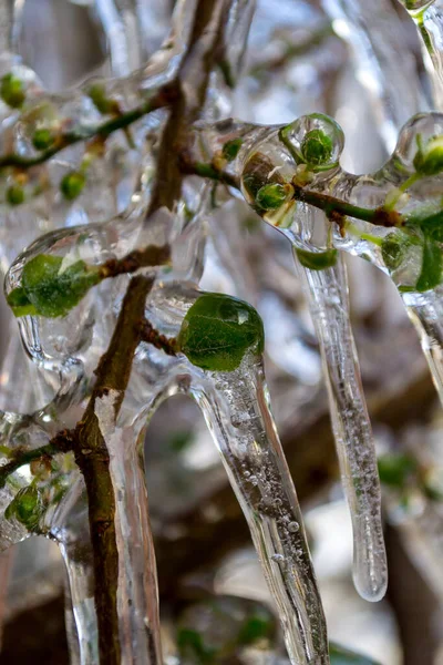 Закрытие Замороженных Ветвей Деревьев Покрытые Льдом Ветви Деревьев Зелеными Листьями — стоковое фото