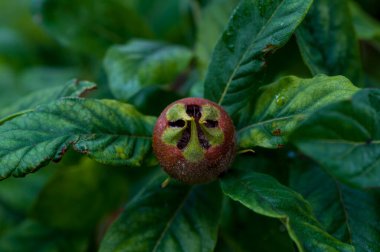 Çiçek açtıktan sonra genç bir elma meyvesinin yakın çekimi. Meyve sahnesi.