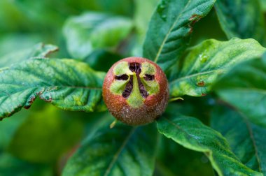 Çiçek açtıktan sonra genç bir elma meyvesinin yakın çekimi. Meyve sahnesi.