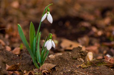 Bahçedeki kuru yaprakların arasında büyüyen kardamlalarına yakın çekim