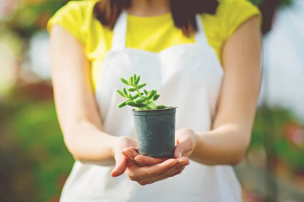 Piccolo Cactus Impianto Tenuto Mani Giardiniere Femminile Filtro Opaco Primo — Foto Stock