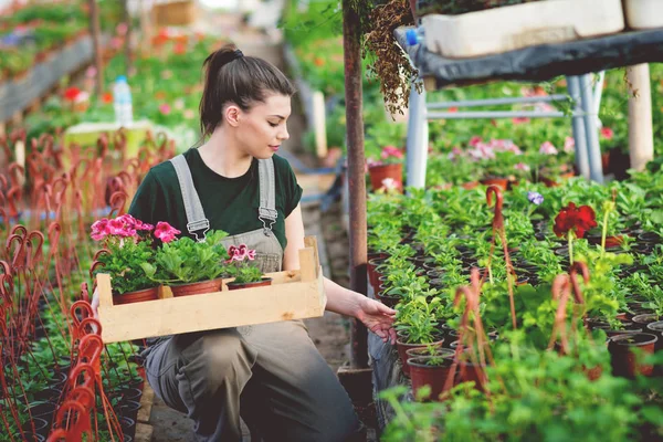 Giovane Giardiniere Femminile Prendersi Cura Dei Fiori Fiorista Donna Serra — Foto Stock