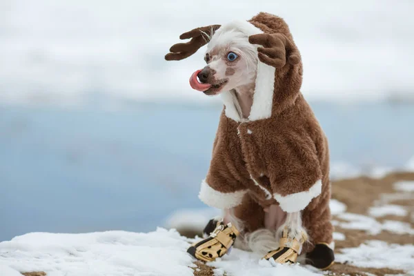 Dog fashion concept. Young Chinese crested dog with eyes of different colours Stock Image