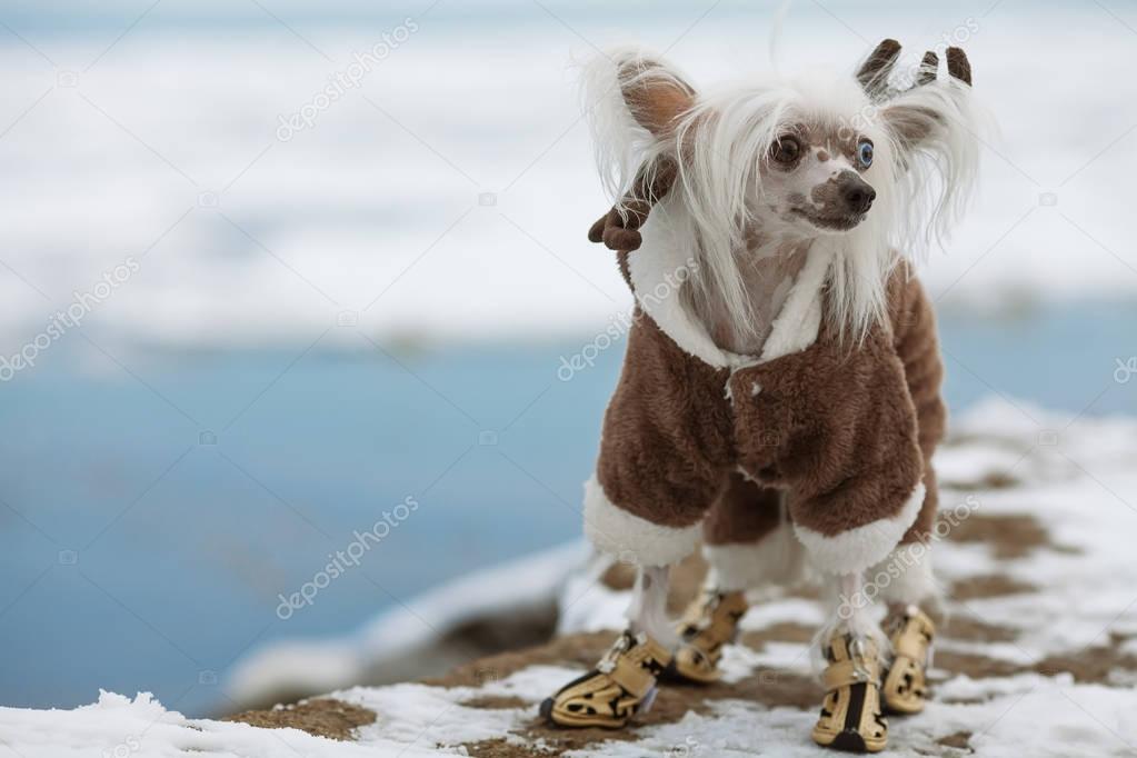 Dog fashion concept. Young Chinese crested dog with eyes of different colours