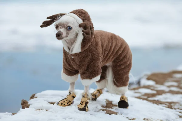 Dog fashion concept. Young Chinese crested dog with eyes of different colours