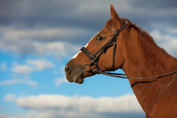 Funny shy horse looking scared posing over sky with rainy clouds — Stock Photo, Image