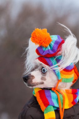 Dog fashion concept. Profile portrait of young Chinese crested dog with eyes of different colors wearing funny bobble hat, scarf, posing in winter park. Close up. Copy-space. Outdoor shot clipart