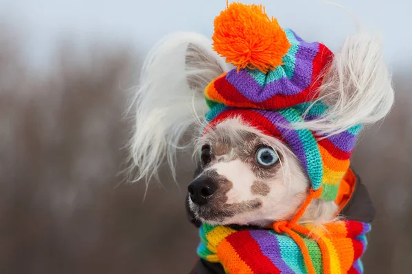 Dog fashion concept. Profile portrait of young Chinese crested dog with eyes of different colors wearing funny bobble hat, scarf, posing in winter park. Close up. Copy-space. Outdoor shot