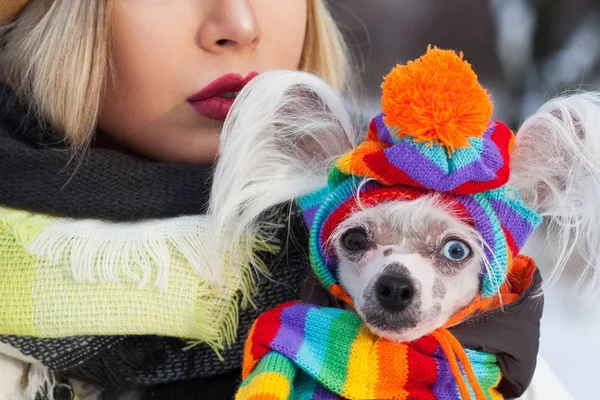 Dog fashion concept. Portrait of young Chinese crested dog with eyes of different colors wearing funny bobble hat, scarf, posing in winter park, looking at camera. Close up. Outdoor shot