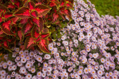 Floral composition concept. Colorful flowers and plants outside. Text space. Outdoor shot