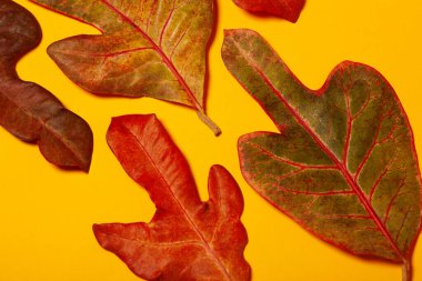 Botanik sanatı, Herbaryum konsepti. Sarı arka planda taze kırmızı ve kahverengi yapraklar. Kapatın. Stüdyo çekimi