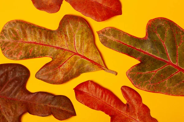 Botanical art, Herbarium  concept. Fresh red and brown leaves on yellow background. Close up. Studio shot