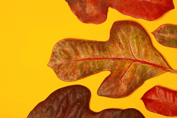 Botanical art, Herbarium Autumn concept. Fresh red and brown leaves on yellow background. Close up. Copy-space. Studio shot