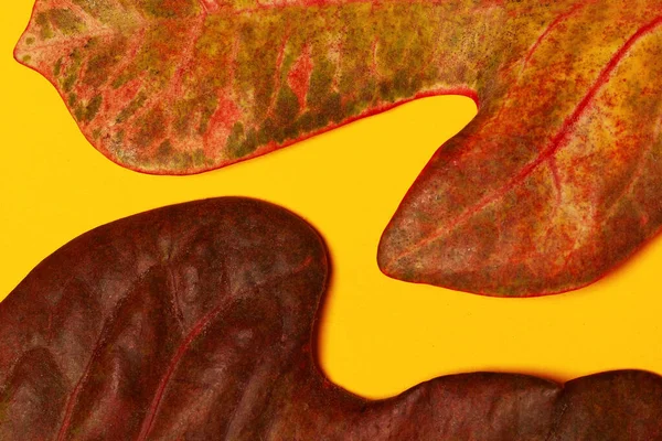 Hojas Frescas Color Rojo Marrón Sobre Fondo Amarillo Cerca Captura — Foto de Stock